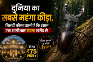 दुनिया का महंगा कीड़ा Stag Beetle की तस्वीर